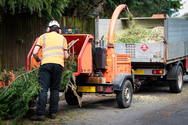 Best Tree Removal  in Alturas, FL